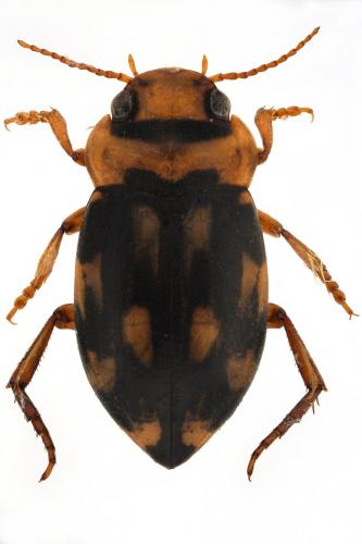 Stictotarsus duodecimpustulatus